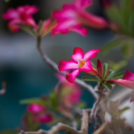La Bella Vita Residence เซมินยัค ภายนอก รูปภาพ